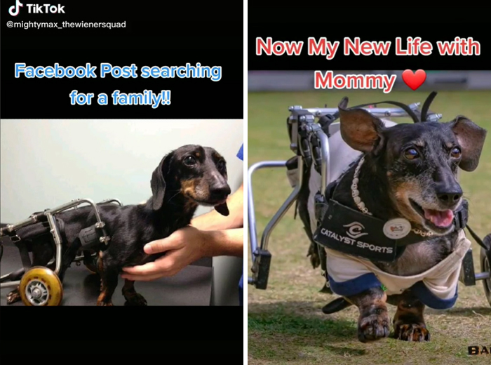 TikTok Challenge Has People Sharing Pics Of How Their Dogs Looked At The Shelter Versus How They Look Now (40 Pics) TikTok Challenge Has People Sharing Pics Of How Their Dogs Looked At The Shelter Versus How They Look Now (40 Pics)