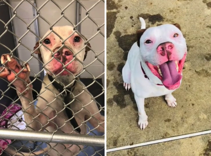TikTok Challenge Has People Sharing Pics Of How Their Dogs Looked At The Shelter Versus How They Look Now (40 Pics) TikTok Challenge Has People Sharing Pics Of How Their Dogs Looked At The Shelter Versus How They Look Now (40 Pics)
