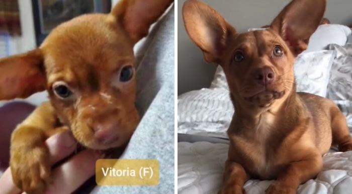 TikTok Challenge Has People Sharing Pics Of How Their Dogs Looked At The Shelter Versus How They Look Now (40 Pics) TikTok Challenge Has People Sharing Pics Of How Their Dogs Looked At The Shelter Versus How They Look Now (40 Pics)