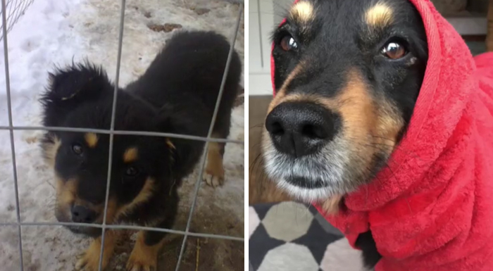 TikTok Challenge Has People Sharing Pics Of How Their Dogs Looked At The Shelter Versus How They Look Now (40 Pics) TikTok Challenge Has People Sharing Pics Of How Their Dogs Looked At The Shelter Versus How They Look Now (40 Pics)