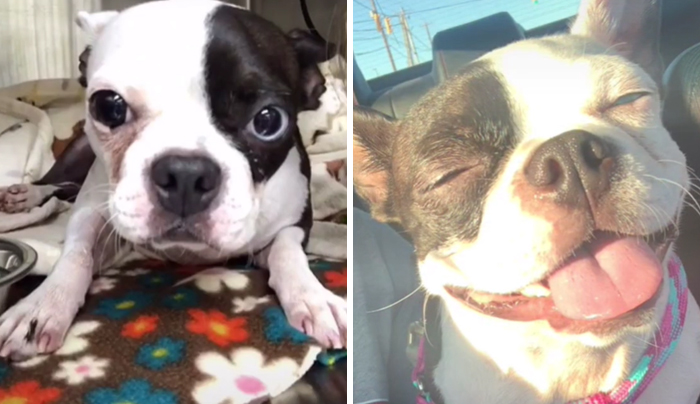 TikTok Challenge Has People Sharing Pics Of How Their Dogs Looked At The Shelter Versus How They Look Now (40 Pics) TikTok Challenge Has People Sharing Pics Of How Their Dogs Looked At The Shelter Versus How They Look Now (40 Pics)