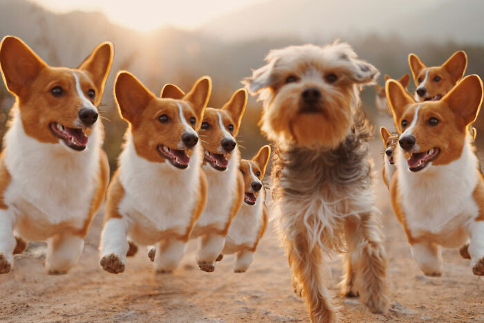 Hey Pandas, Photoshop These Dogs (Closed) Hey Pandas, Photoshop These Dogs (Closed)