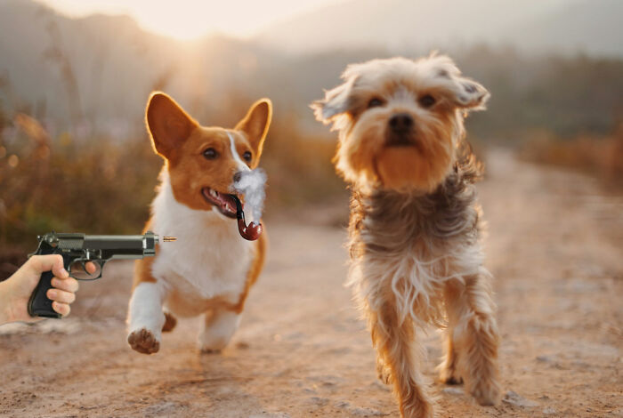 Hey Pandas, Photoshop These Dogs (Closed) Hey Pandas, Photoshop These Dogs (Closed)