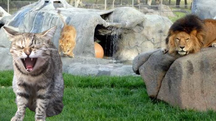 Hey Pandas, Photoshop Your Sleeping Pet On An Adventure (Closed)