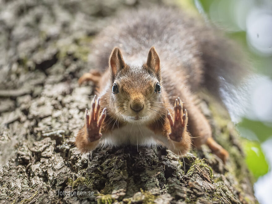 I’ve Spent A Couple Of Years Photographing Squirrels And Their Different Emotions (70 New Pics) I’ve Spent A Couple Of Years Photographing Squirrels And Their Different Emotions (70 New Pics)