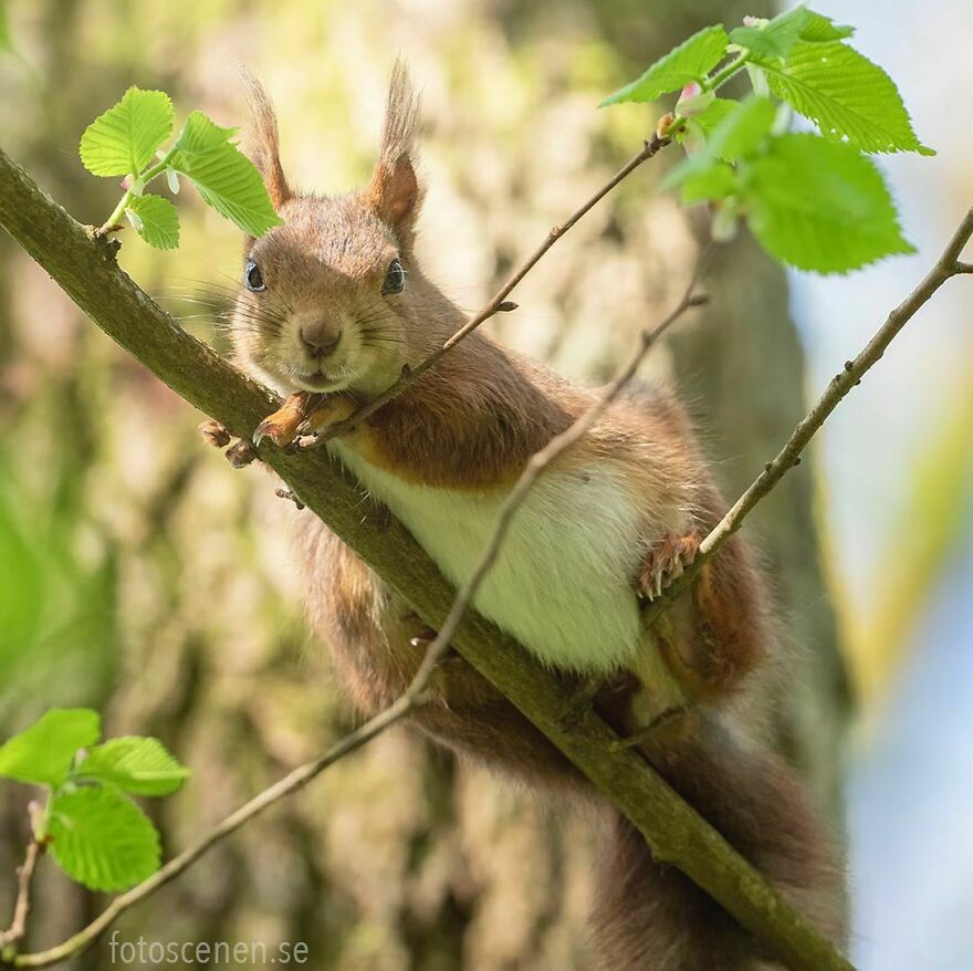 I’ve Spent A Couple Of Years Photographing Squirrels And Their Different Emotions (70 New Pics) I’ve Spent A Couple Of Years Photographing Squirrels And Their Different Emotions (70 New Pics)