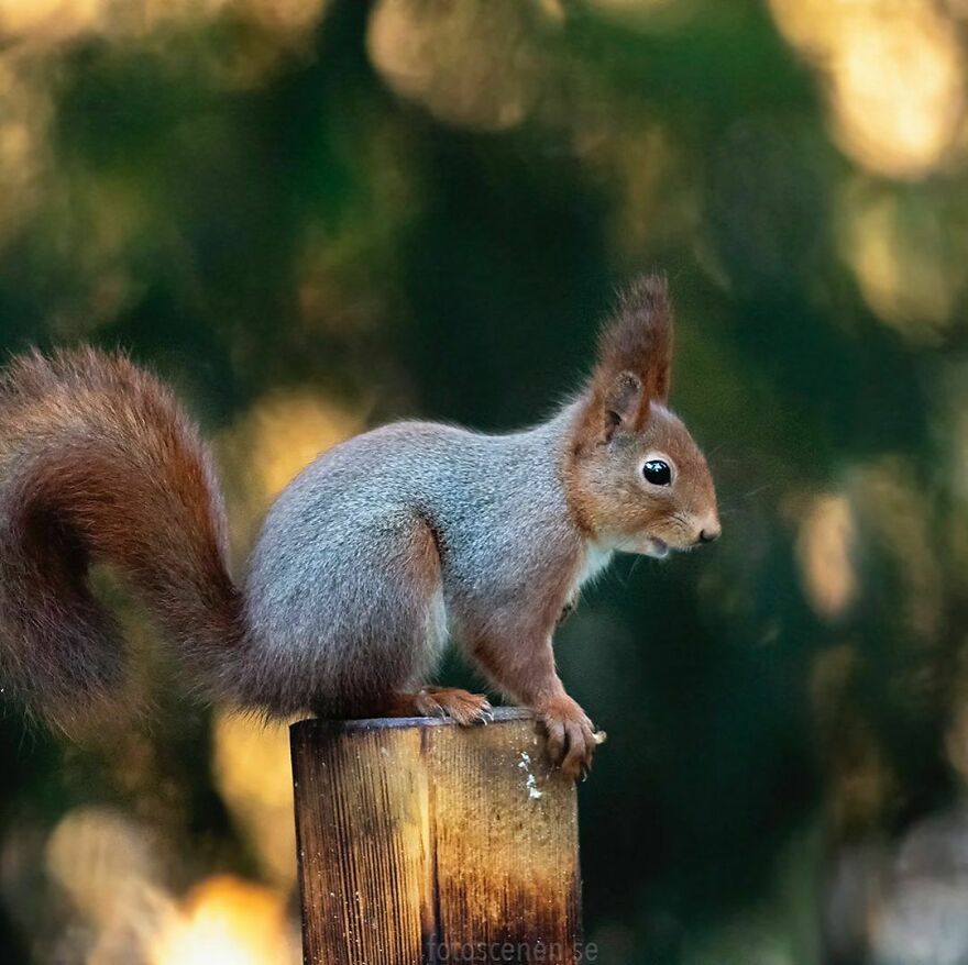 I’ve Spent A Couple Of Years Photographing Squirrels And Their Different Emotions (70 New Pics) I’ve Spent A Couple Of Years Photographing Squirrels And Their Different Emotions (70 New Pics)