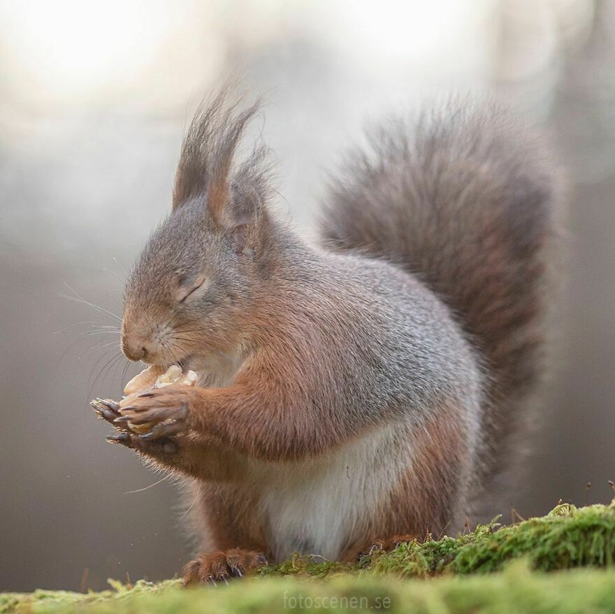 I’ve Spent A Couple Of Years Photographing Squirrels And Their Different Emotions (70 New Pics) I’ve Spent A Couple Of Years Photographing Squirrels And Their Different Emotions (70 New Pics)