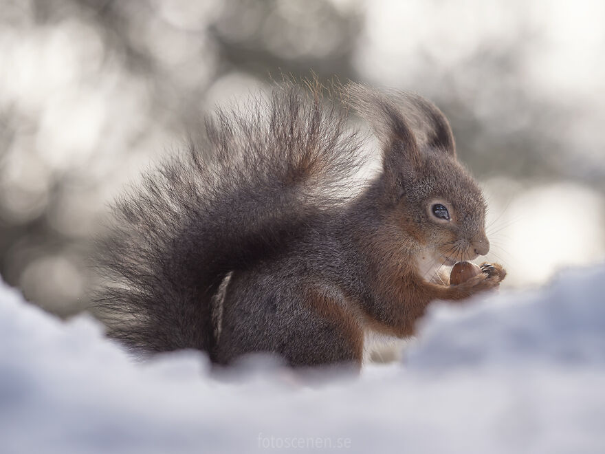 I’ve Spent A Couple Of Years Photographing Squirrels And Their Different Emotions (70 New Pics) I’ve Spent A Couple Of Years Photographing Squirrels And Their Different Emotions (70 New Pics)