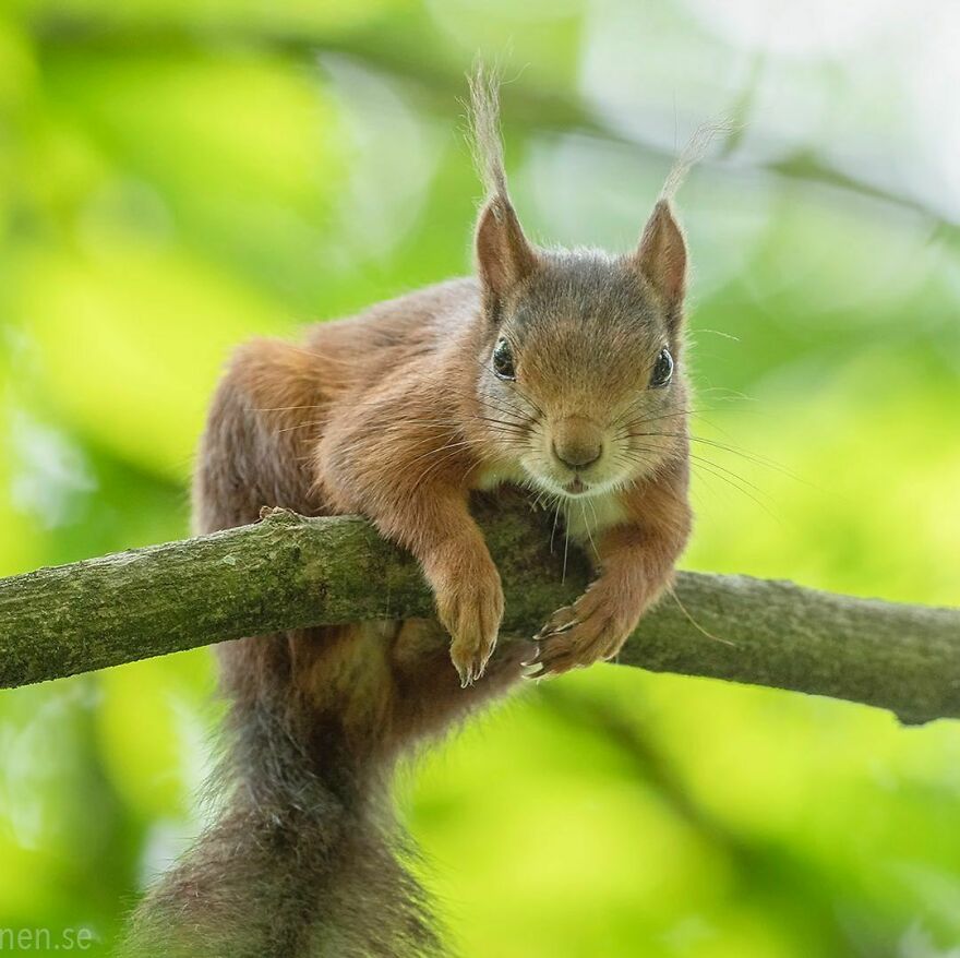 I’ve Spent A Couple Of Years Photographing Squirrels And Their Different Emotions (70 New Pics) I’ve Spent A Couple Of Years Photographing Squirrels And Their Different Emotions (70 New Pics)