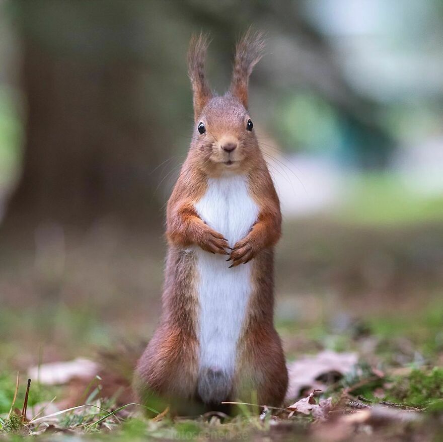 I’ve Spent A Couple Of Years Photographing Squirrels And Their Different Emotions (70 New Pics) I’ve Spent A Couple Of Years Photographing Squirrels And Their Different Emotions (70 New Pics)