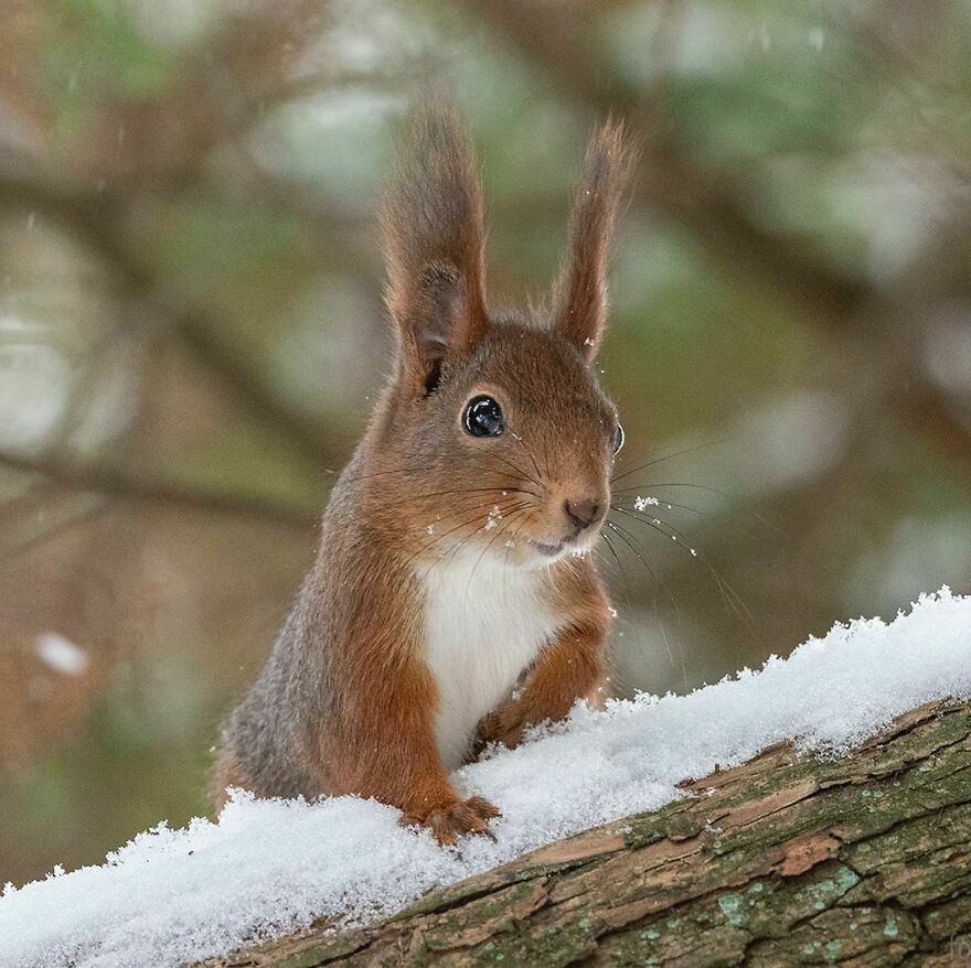 I’ve Spent A Couple Of Years Photographing Squirrels And Their Different Emotions (70 New Pics) I’ve Spent A Couple Of Years Photographing Squirrels And Their Different Emotions (70 New Pics)