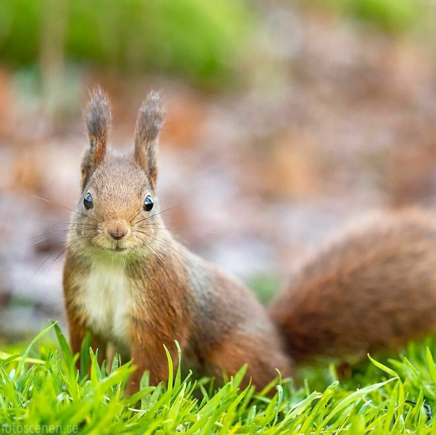 I’ve Spent A Couple Of Years Photographing Squirrels And Their Different Emotions (70 New Pics) I’ve Spent A Couple Of Years Photographing Squirrels And Their Different Emotions (70 New Pics)