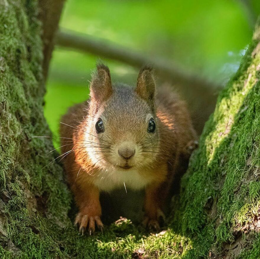 I’ve Spent A Couple Of Years Photographing Squirrels And Their Different Emotions (70 New Pics) I’ve Spent A Couple Of Years Photographing Squirrels And Their Different Emotions (70 New Pics)
