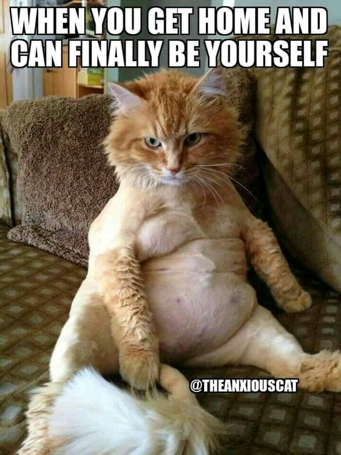 Hey Pandas, What’s Your Favorite Cat Meme? (Closed) Hey Pandas, What’s Your Favorite Cat Meme? (Closed)