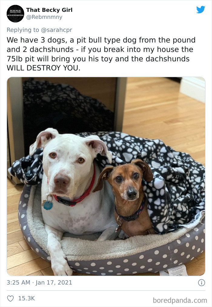 30 Tweets By Dachshund Owners About How It Feels To Have Such Personalities As Pets 30 Tweets By Dachshund Owners About How It Feels To Have Such Personalities As Pets