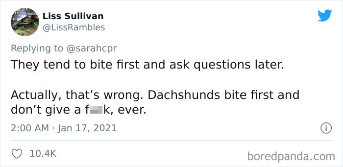 30 Tweets By Dachshund Owners About How It Feels To Have Such Personalities As Pets 30 Tweets By Dachshund Owners About How It Feels To Have Such Personalities As Pets