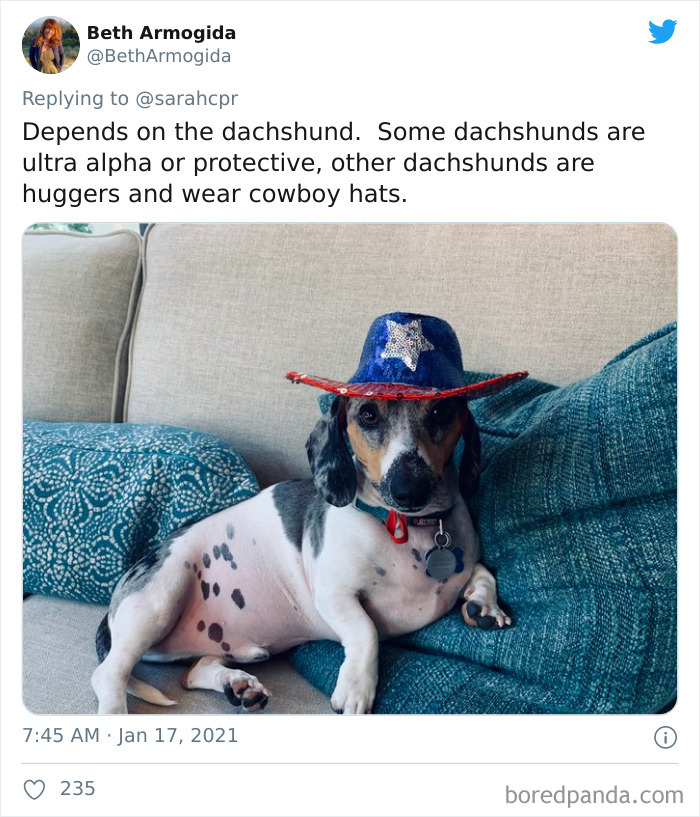 30 Tweets By Dachshund Owners About How It Feels To Have Such Personalities As Pets 30 Tweets By Dachshund Owners About How It Feels To Have Such Personalities As Pets