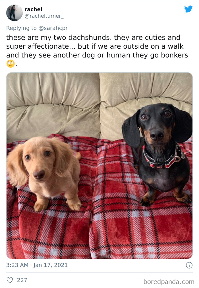 30 Tweets By Dachshund Owners About How It Feels To Have Such Personalities As Pets 30 Tweets By Dachshund Owners About How It Feels To Have Such Personalities As Pets