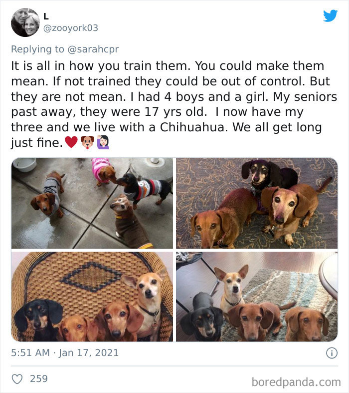 30 Tweets By Dachshund Owners About How It Feels To Have Such Personalities As Pets 30 Tweets By Dachshund Owners About How It Feels To Have Such Personalities As Pets