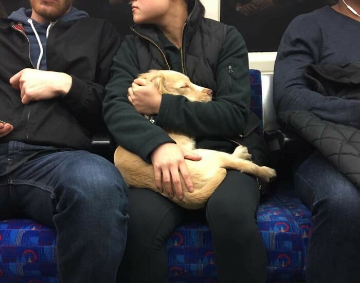 50 Animals Who Had To Travel And Still Behaved More Civilized Than Many People 50 Animals Who Had To Travel And Still Behaved More Civilized Than Many People