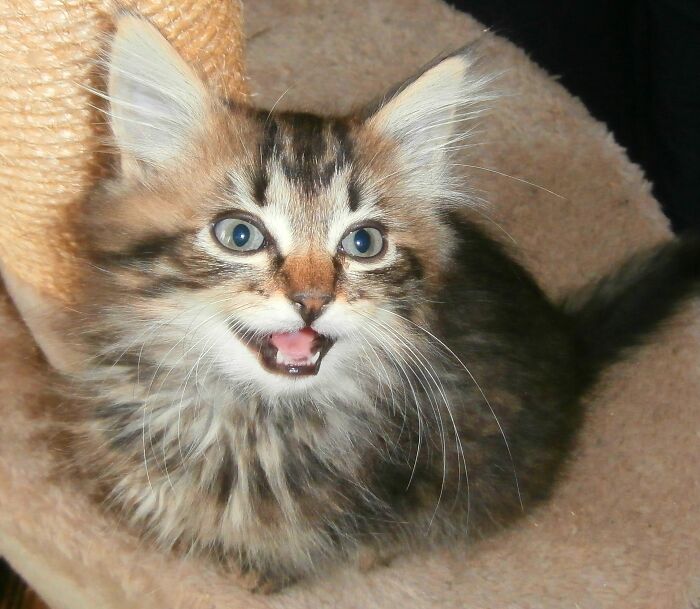 43 People Share How They Accidentally Conditioned Their Pets To Learn Unusual Skills Or Habits 43 People Share How They Accidentally Conditioned Their Pets To Learn Unusual Skills Or Habits