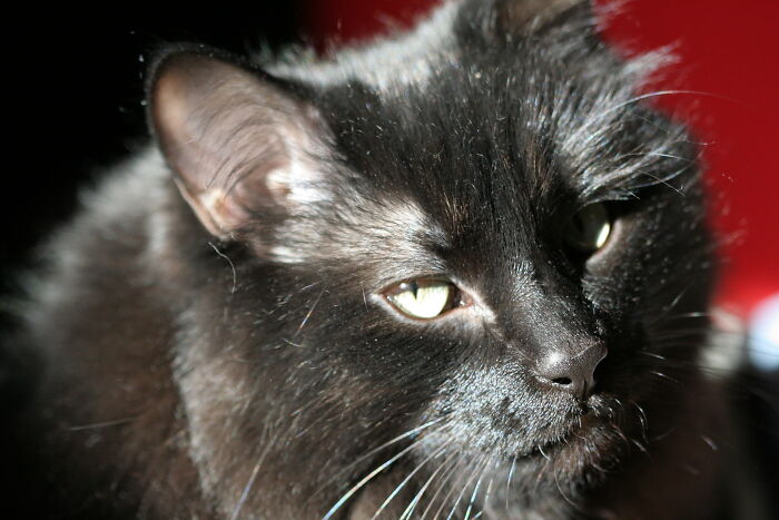 43 People Share How They Accidentally Conditioned Their Pets To Learn Unusual Skills Or Habits 43 People Share How They Accidentally Conditioned Their Pets To Learn Unusual Skills Or Habits