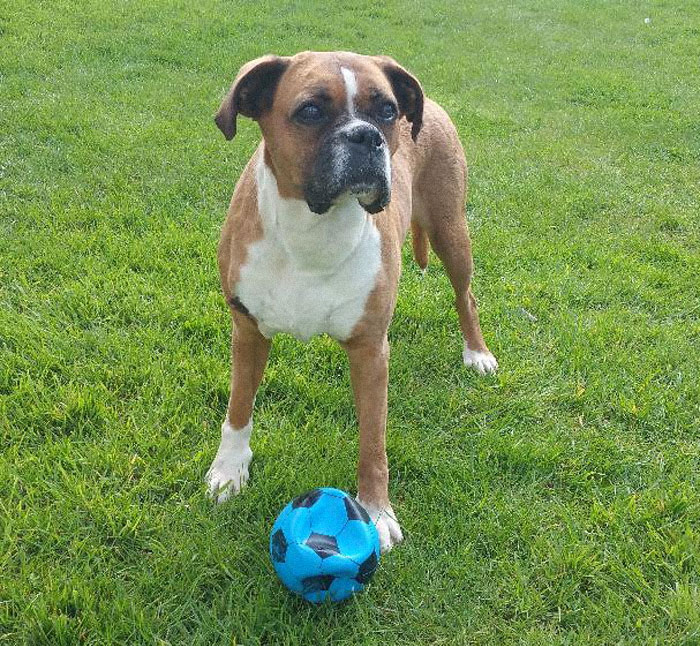 43 People Share How They Accidentally Conditioned Their Pets To Learn Unusual Skills Or Habits 43 People Share How They Accidentally Conditioned Their Pets To Learn Unusual Skills Or Habits