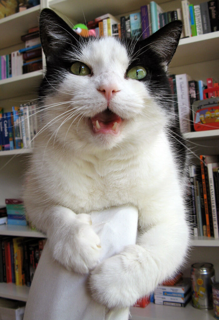 43 People Share How They Accidentally Conditioned Their Pets To Learn Unusual Skills Or Habits 43 People Share How They Accidentally Conditioned Their Pets To Learn Unusual Skills Or Habits