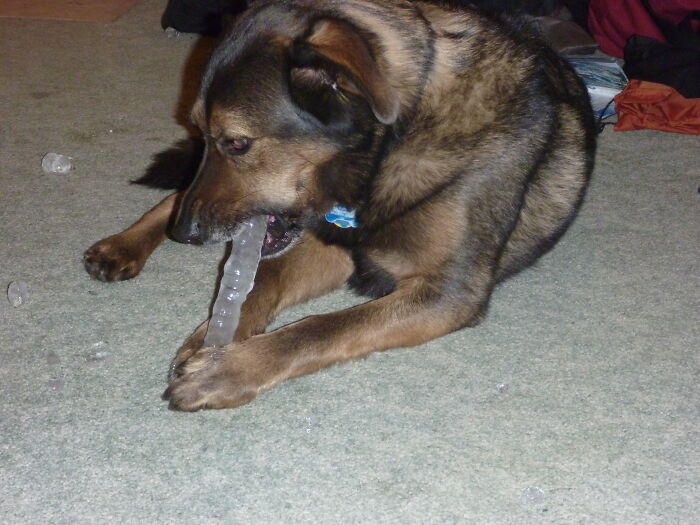 43 People Share How They Accidentally Conditioned Their Pets To Learn Unusual Skills Or Habits 43 People Share How They Accidentally Conditioned Their Pets To Learn Unusual Skills Or Habits