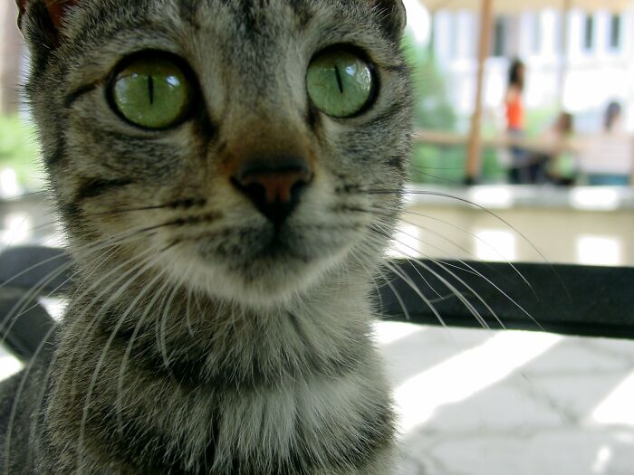 43 People Share How They Accidentally Conditioned Their Pets To Learn Unusual Skills Or Habits 43 People Share How They Accidentally Conditioned Their Pets To Learn Unusual Skills Or Habits