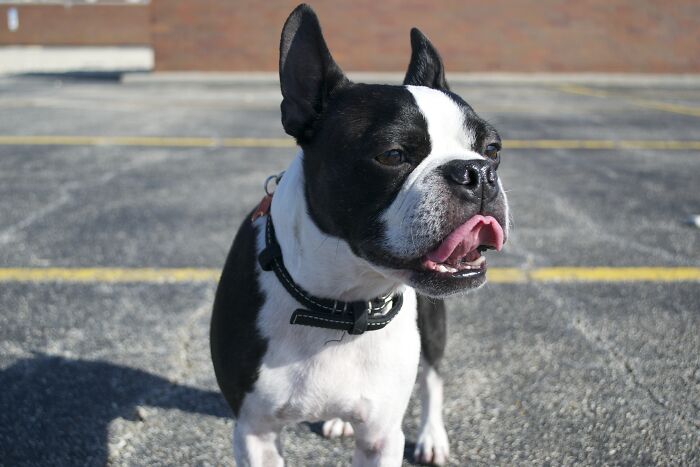 43 People Share How They Accidentally Conditioned Their Pets To Learn Unusual Skills Or Habits 43 People Share How They Accidentally Conditioned Their Pets To Learn Unusual Skills Or Habits