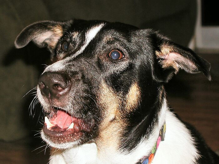 43 People Share How They Accidentally Conditioned Their Pets To Learn Unusual Skills Or Habits 43 People Share How They Accidentally Conditioned Their Pets To Learn Unusual Skills Or Habits