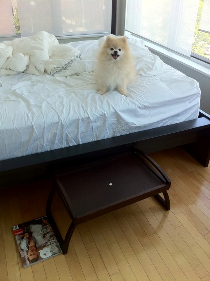 43 People Share How They Accidentally Conditioned Their Pets To Learn Unusual Skills Or Habits 43 People Share How They Accidentally Conditioned Their Pets To Learn Unusual Skills Or Habits