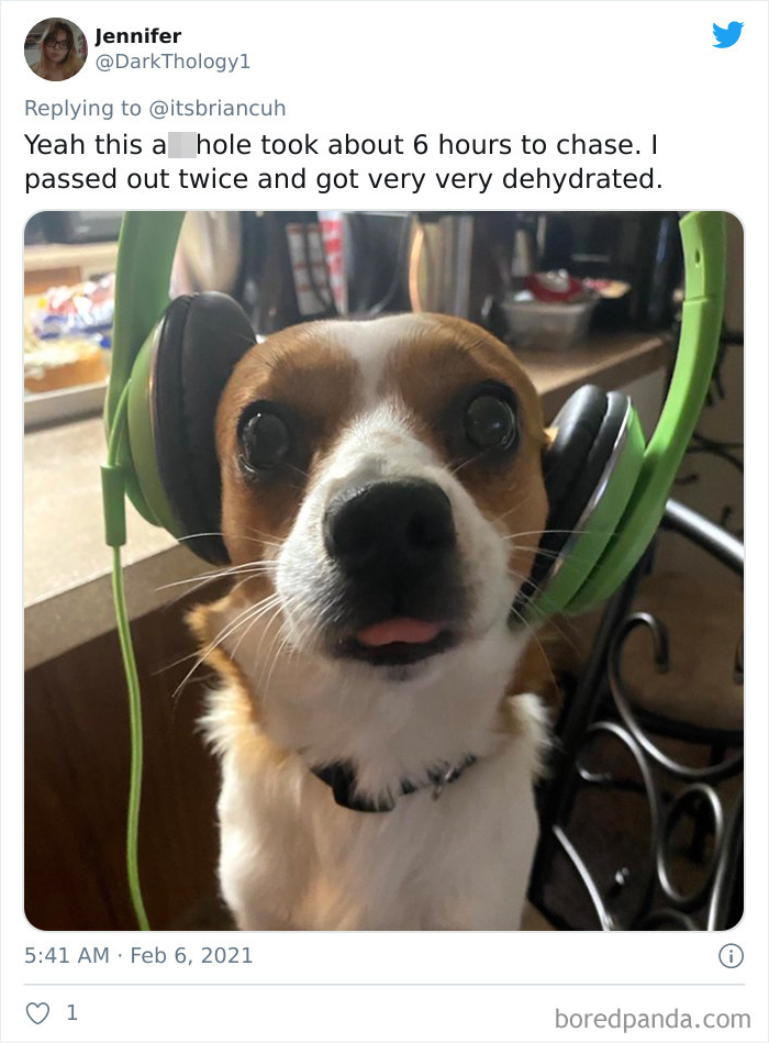 Frustrated Owners Share Stories About How Hard It Is To Catch A Dog Once It Runs Away (30 Pics) Frustrated Owners Share Stories About How Hard It Is To Catch A Dog Once It Runs Away (30 Pics)