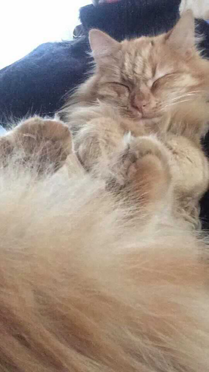 Hey Pandas, Post A Picture Of You And Your Pet Together (Closed)