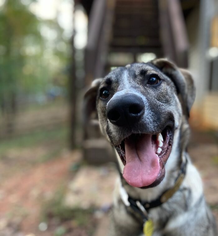 Hey Pandas, What Would Your Pet’s Profile Picture Be If They Could Have One? (Closed) Hey Pandas, What Would Your Pet’s Profile Picture Be If They Could Have One? (Closed)