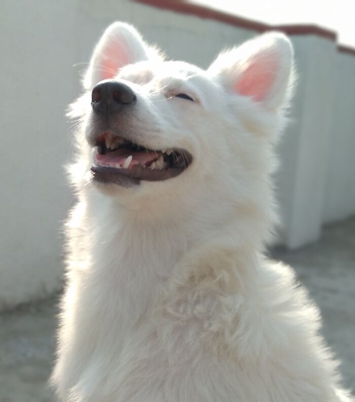 Hey Pandas, What Would Your Pet’s Profile Picture Be If They Could Have One? (Closed) Hey Pandas, What Would Your Pet’s Profile Picture Be If They Could Have One? (Closed)