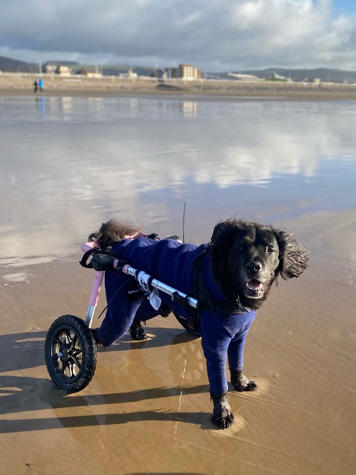 Hey Pandas, What Would Your Pet’s Profile Picture Be If They Could Have One? (Closed) Hey Pandas, What Would Your Pet’s Profile Picture Be If They Could Have One? (Closed)