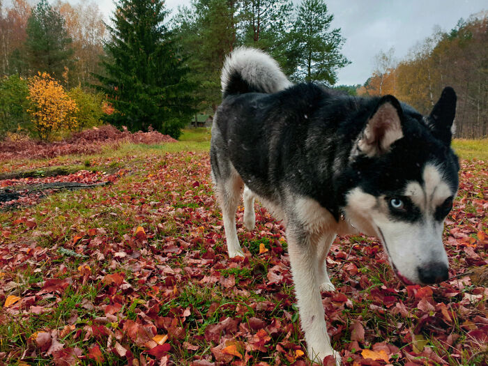 Hey Pandas, What Would Your Pet’s Profile Picture Be If They Could Have One? (Closed) Hey Pandas, What Would Your Pet’s Profile Picture Be If They Could Have One? (Closed)