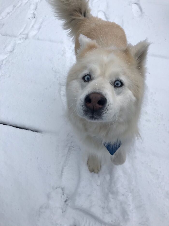 Hey Pandas, What Would Your Pet’s Profile Picture Be If They Could Have One? (Closed) Hey Pandas, What Would Your Pet’s Profile Picture Be If They Could Have One? (Closed)