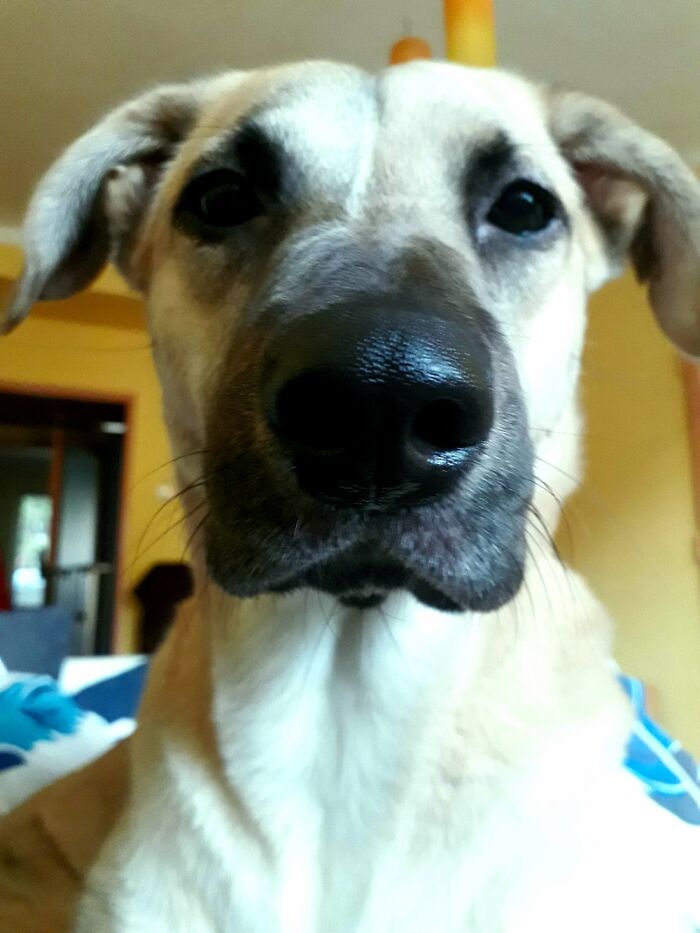 Hey Pandas, What Would Your Pet’s Profile Picture Be If They Could Have One? (Closed) Hey Pandas, What Would Your Pet’s Profile Picture Be If They Could Have One? (Closed)