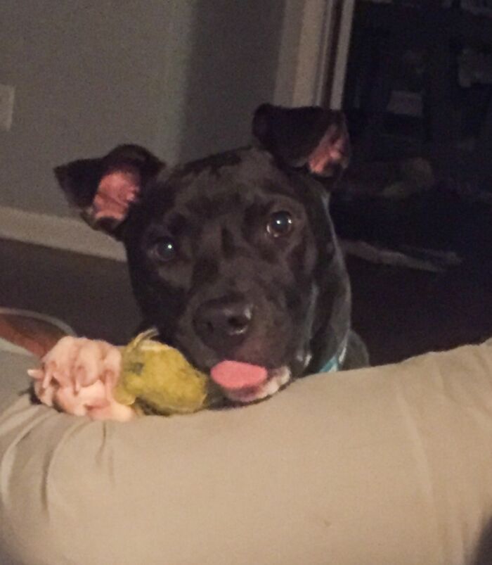 Hey Pandas, What Would Your Pet’s Profile Picture Be If They Could Have One? (Closed) Hey Pandas, What Would Your Pet’s Profile Picture Be If They Could Have One? (Closed)