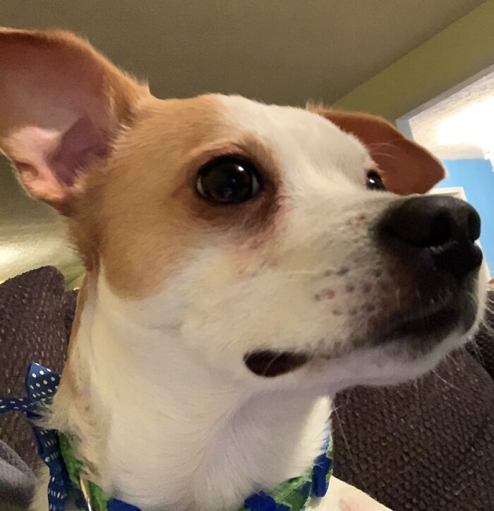 Hey Pandas, What Would Your Pet’s Profile Picture Be If They Could Have One? (Closed) Hey Pandas, What Would Your Pet’s Profile Picture Be If They Could Have One? (Closed)