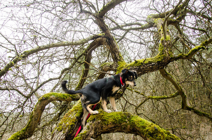 Hey Pandas, What Would Your Pet’s Profile Picture Be If They Could Have One? (Closed) Hey Pandas, What Would Your Pet’s Profile Picture Be If They Could Have One? (Closed)