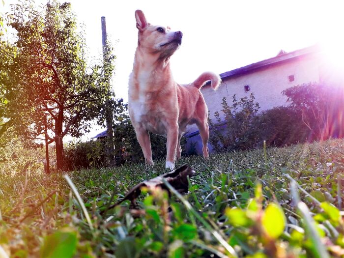 Hey Pandas, What Would Your Pet’s Profile Picture Be If They Could Have One? (Closed) Hey Pandas, What Would Your Pet’s Profile Picture Be If They Could Have One? (Closed)