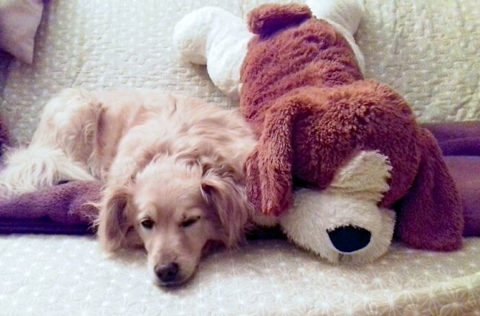 Hey Pandas, What Would Your Pet’s Profile Picture Be If They Could Have One? (Closed) Hey Pandas, What Would Your Pet’s Profile Picture Be If They Could Have One? (Closed)