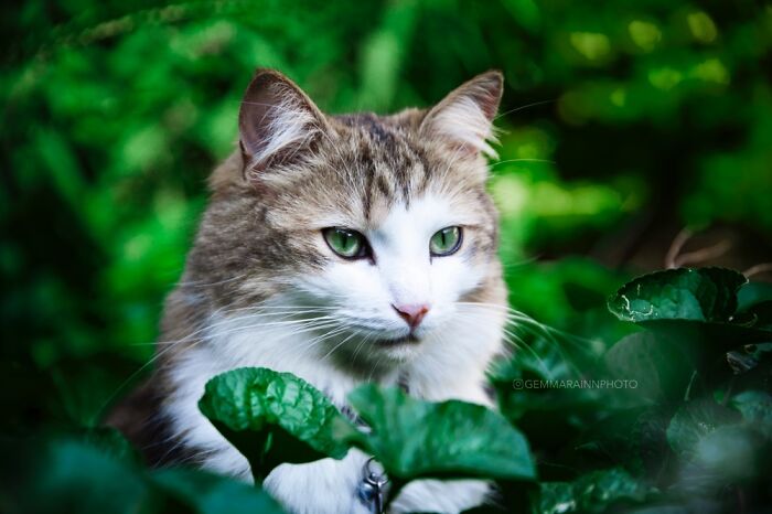 Hey Pandas, What Would Your Pet’s Profile Picture Be If They Could Have One? (Closed) Hey Pandas, What Would Your Pet’s Profile Picture Be If They Could Have One? (Closed)