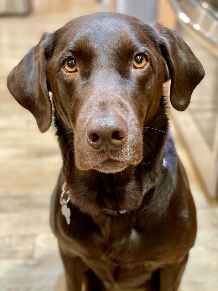 Hey Pandas, What Would Your Pet’s Profile Picture Be If They Could Have One? (Closed) Hey Pandas, What Would Your Pet’s Profile Picture Be If They Could Have One? (Closed)