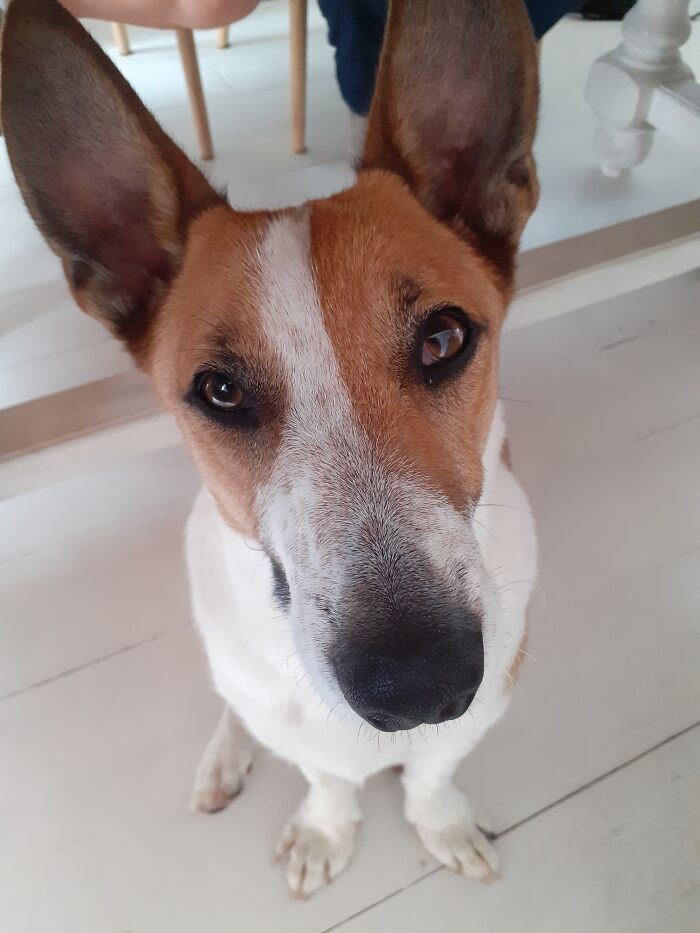 Hey Pandas, What Would Your Pet’s Profile Picture Be If They Could Have One? (Closed) Hey Pandas, What Would Your Pet’s Profile Picture Be If They Could Have One? (Closed)